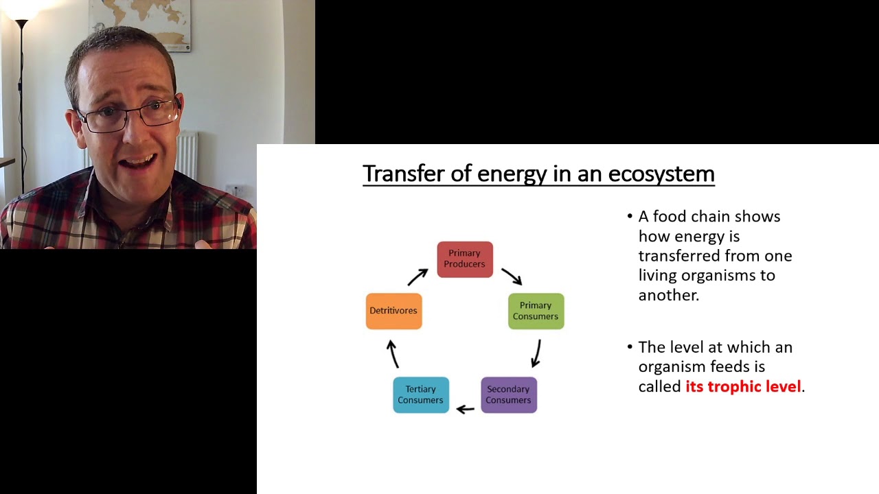 A Level biology: Energy and Ecosystems: Food chains and energy transfer
