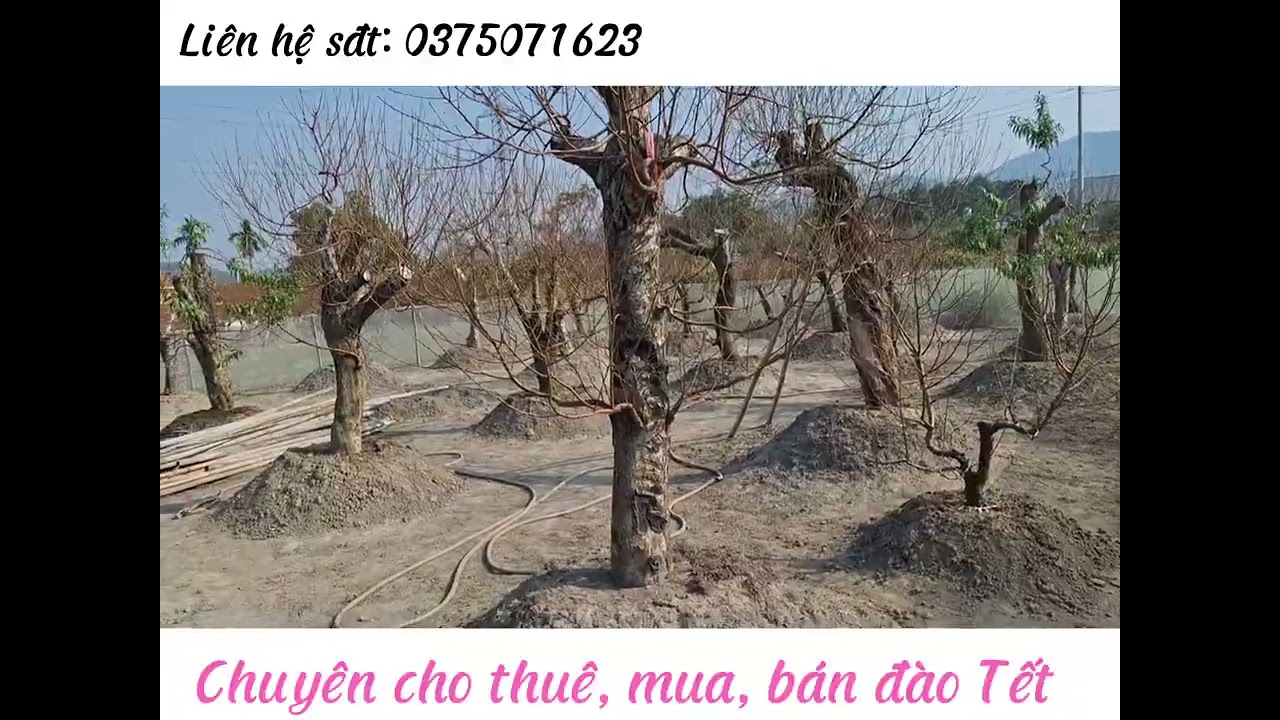 Vườn Đào Khủng Siêu Đẹp Những Ngày Trước Tết 🌸🌸Tết 2025🌸🌸