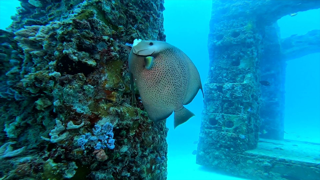 Neptune Memorial Reef, Key Biscayne, Florida