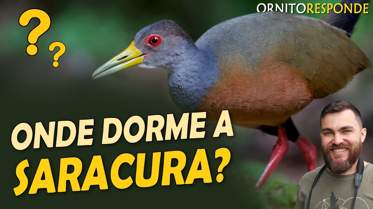 Onde dormem as SARACURAS? Ornitólogo Responde #79
