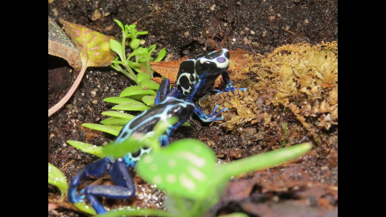 how to feed poison dart frogs