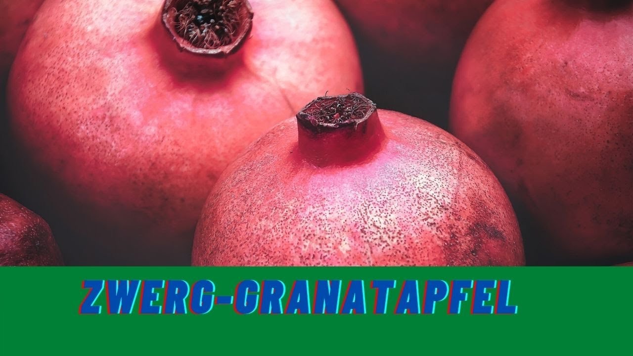 Zwerg - Granatapfel Punica granatum Nana Exoten im Garten. Ein guter Buchsbaum Ersatz