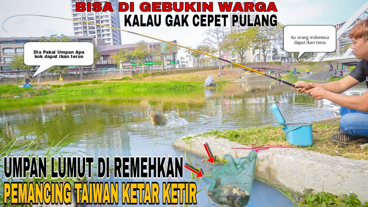 Gawat..!! Bikin PemancingTaiwan Melongo Can Kevin Pakai Umpan Lumut Ikan Nila Gacor Habis