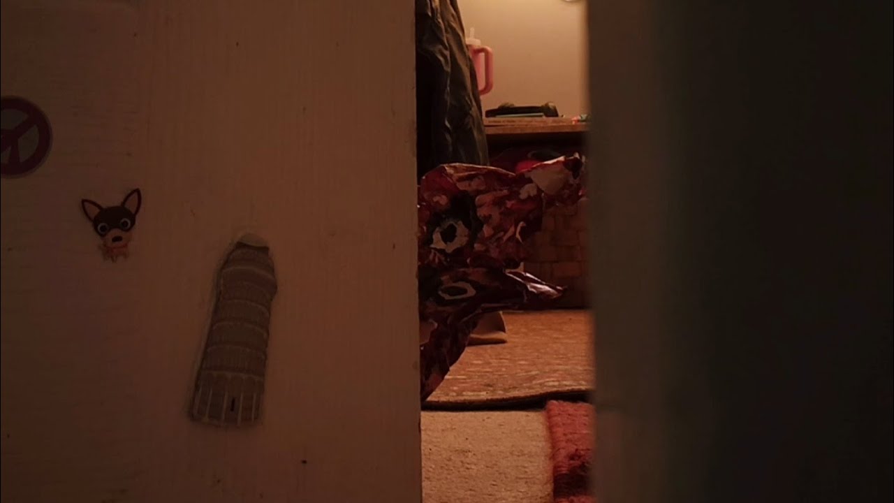 i am an animal (short film practice) 