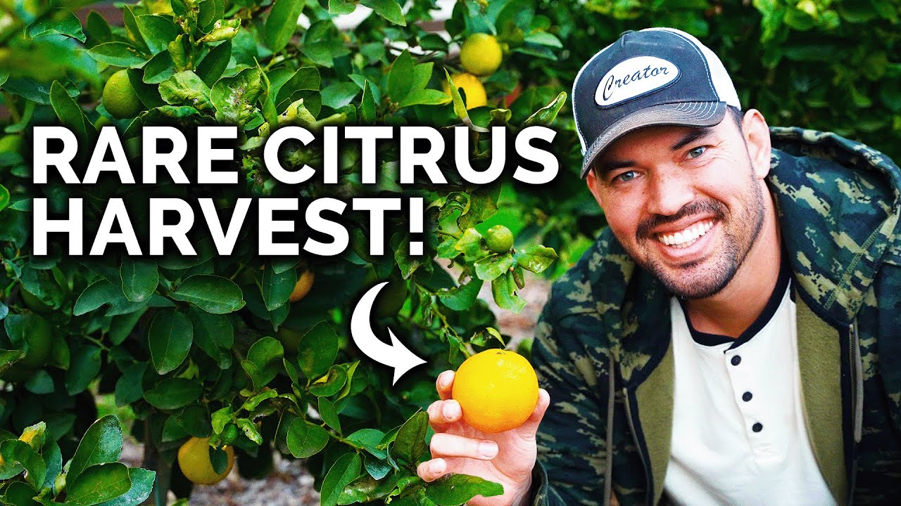 HUGE Citrus Harvest & Tasting! 🍋