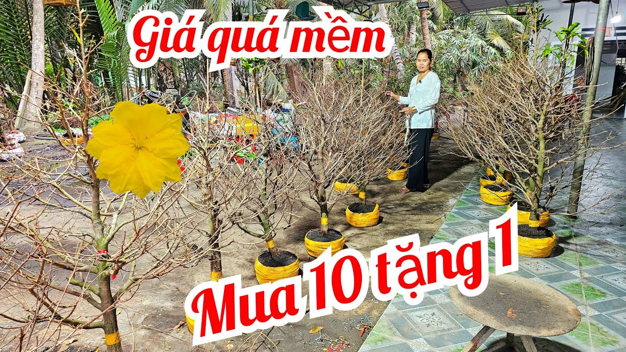 Tuyết Minh 📲O36878364O mai giảo Thủ Đức giá rẻ 26/2 mùng 10 Tết Chợ Gạo (@MaivàngQuêdừa)