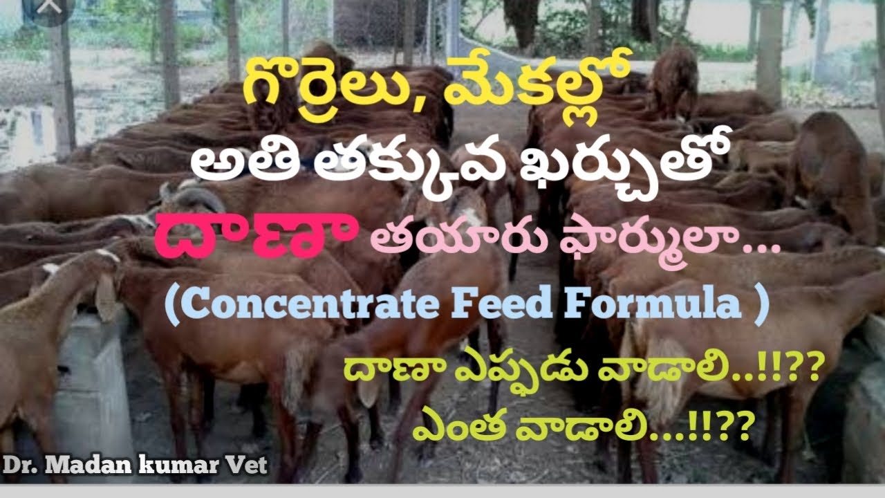 Low Cost and the best Concentrate Feed Formula for Sheep and Goat Telugu | Dr. Madankumar Vet