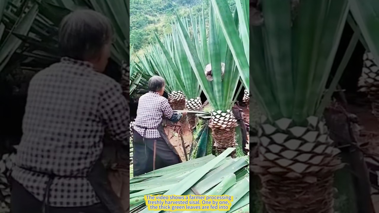 Turning Leaves into Fiber: The Magic of Sisal Processing.