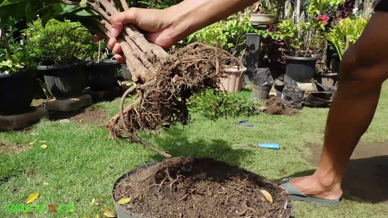 Belajar BONSAI | Cara Mudah Menggabungkan Batang Bahan Bonsai Beringin Kimeng - Ficus Microcarpa