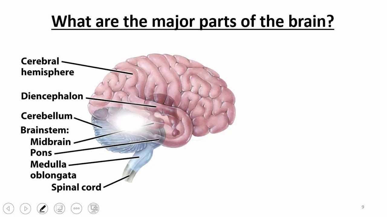 Nervous System: Brain & Cranial Nerves