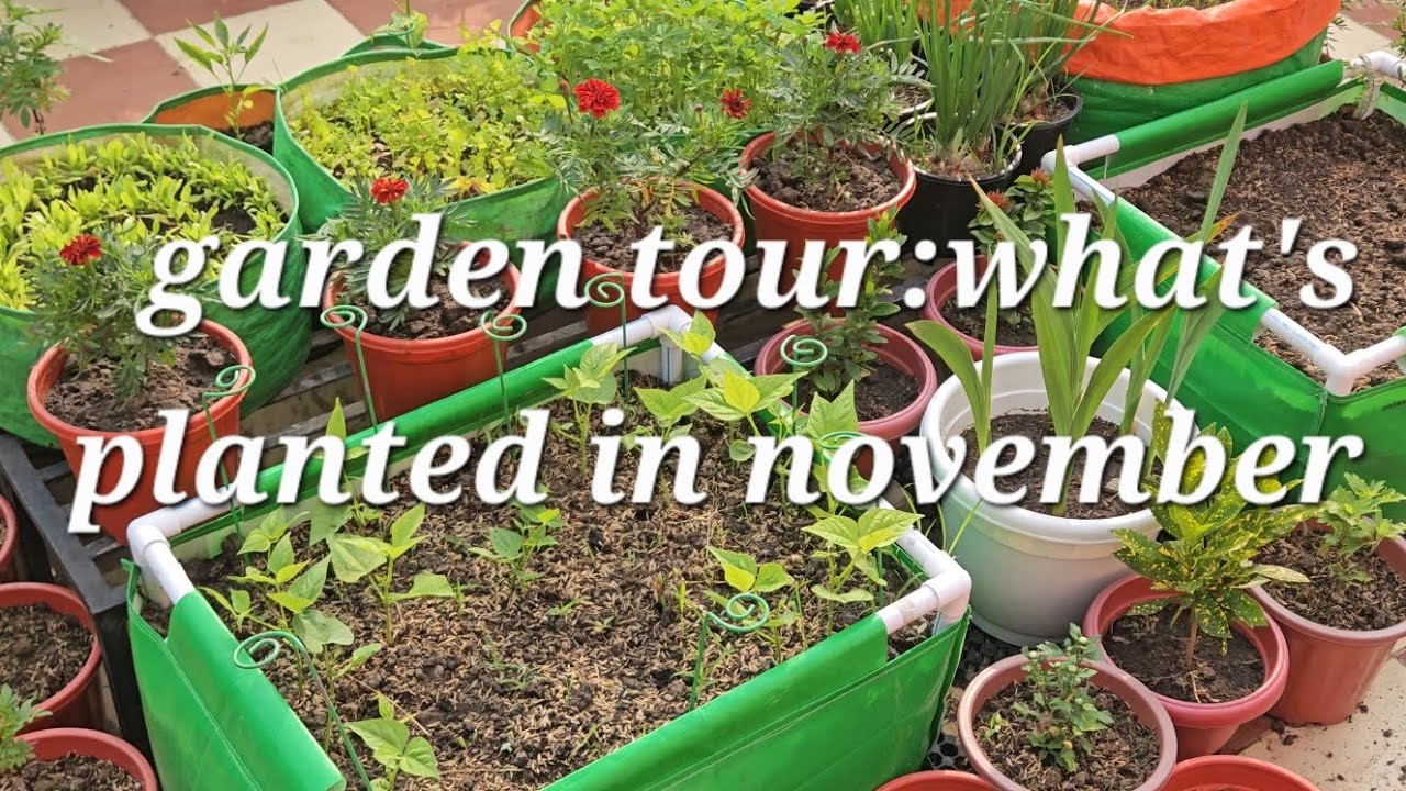 Garden tour:what's planted in november,फुल गार्डेन टूर 