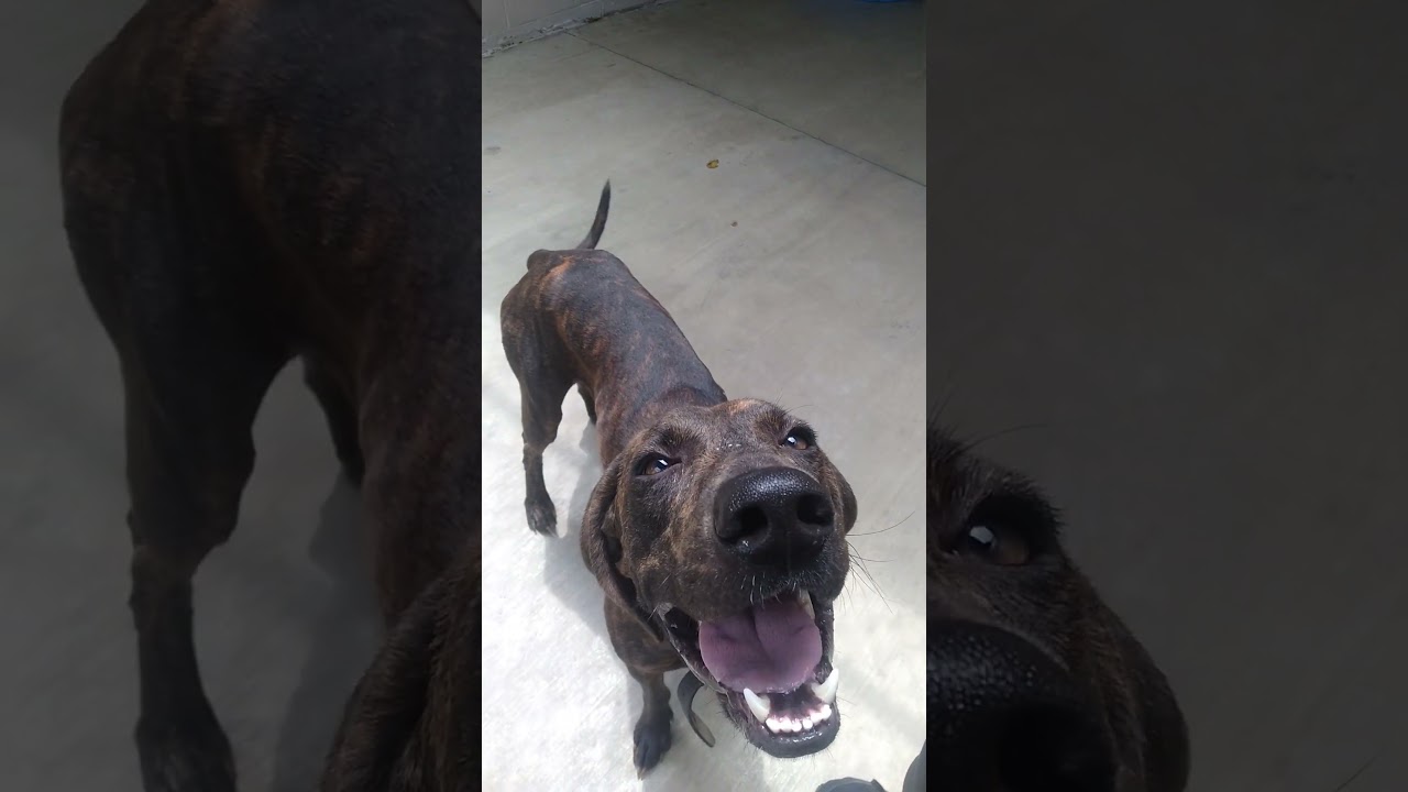 #plotthound #hound #dog #animals #puppy #puppies #animalshorts #animalshelter #adopt #adoptdontshop