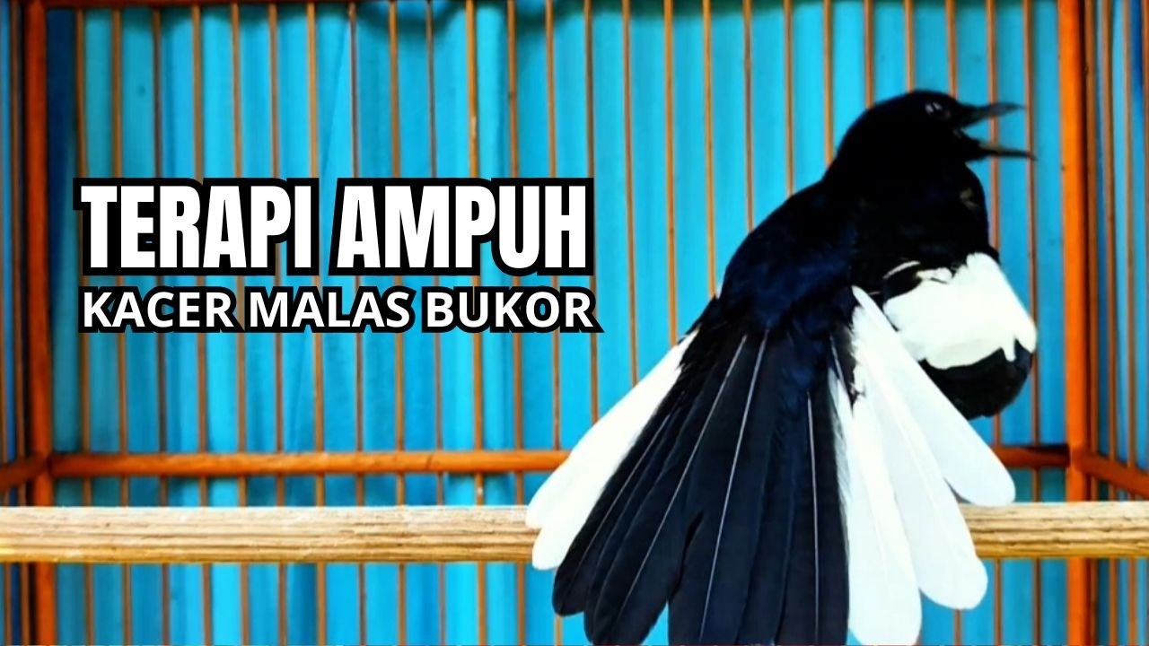 Suara Burung kacer gacor NGEPLONG tarung ini paling ampuh buat PANCINGAN KACER agar EMOSI Nyaut