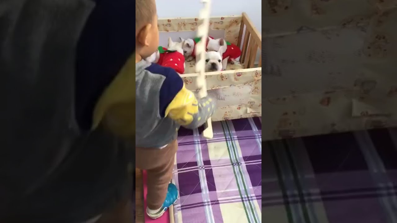 法斗小可爱 法斗 法国斗牛犬 法牛 萌宠 宝宝 萌宝宝 宠物 狗 狗狗 cute pets &nbsp;#dog&nbsp;#animals&nbsp;#funpets #Bulldog
