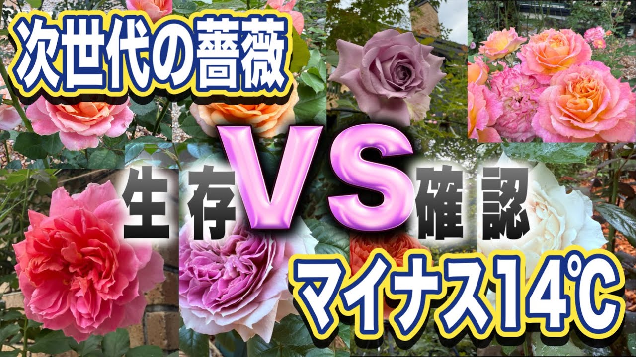 【強いバラの庭】寒冷地で薔薇の冬越しの様子。次世代の強い薔薇は実際の寒さにどうなのか？フランシスバーネットで剪定時期の実験検証スタート！ロサオリ、メルスリー、アンドレエブ、コルデス