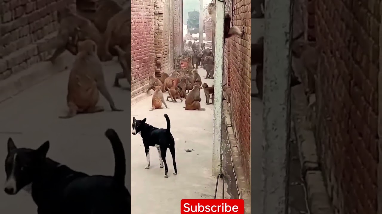 aye haum barati barat leke#funnyvideo#funny #monkey#dog #shortsvideo#subscribe #share #video#shorts