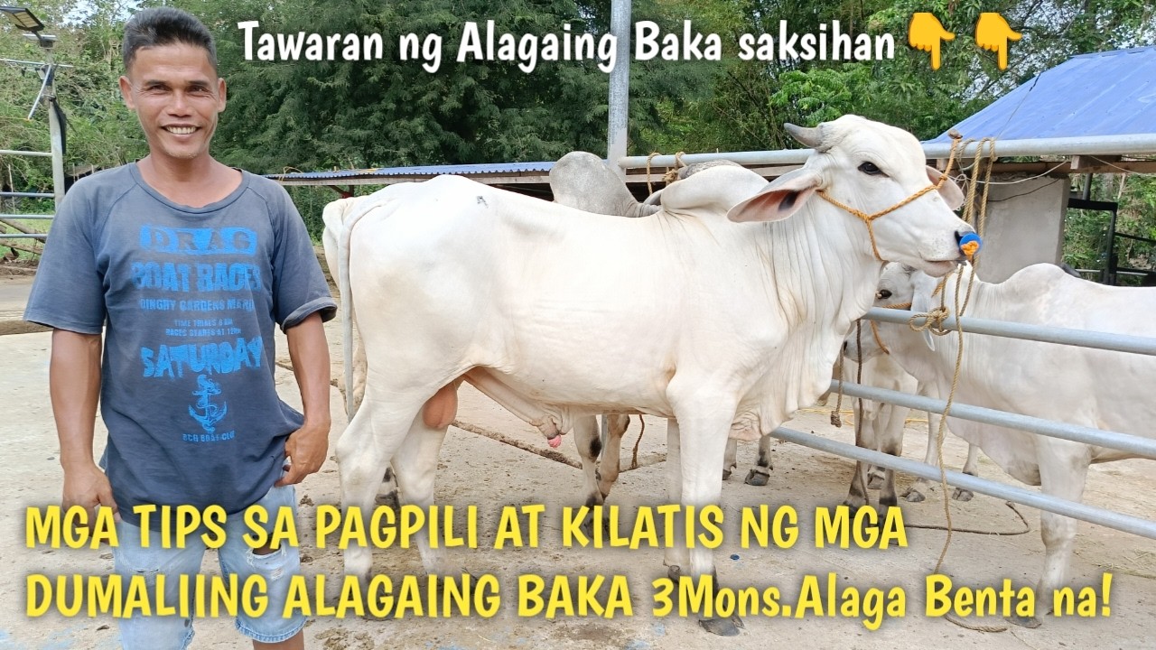 Tips sa Pagpili ng Bakang Alagain at Tawaran ng Bakang Alagain!