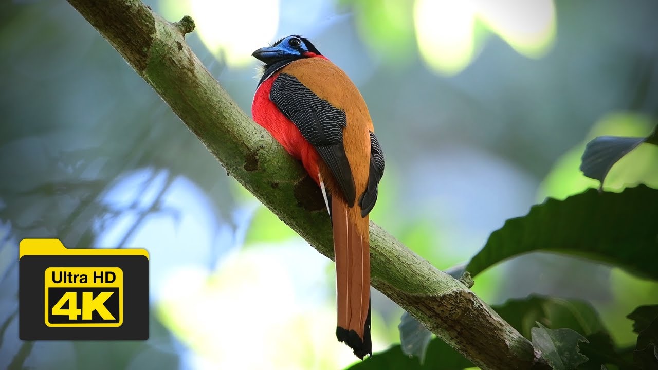 4K RED-NAPED TROGON | BIRDS OF BORNEO | YCLEE PHOTOGRAPHY | SANDAKAN | SABAH | MALAYSIA