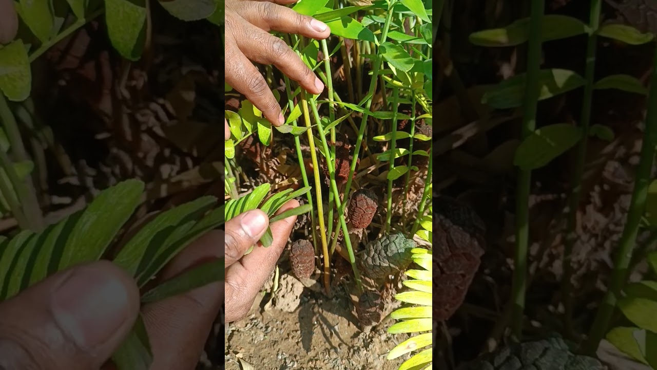 Zamia pygmaea (smallest living cycad)