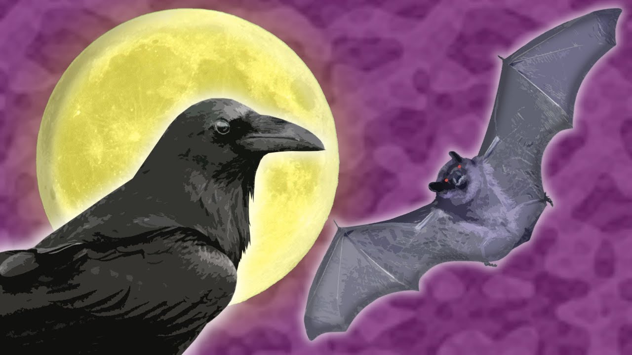 13 Strange Animals for Kids || Weird Animals for Kids || Scary and Spooky Animals