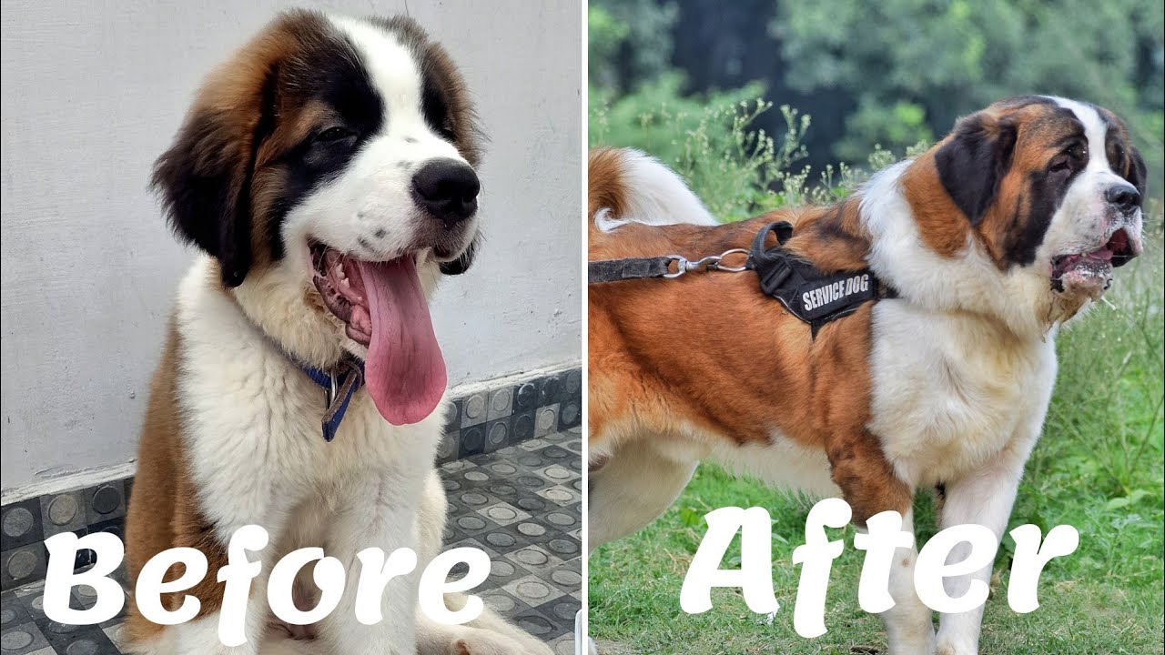 Watch Saint Bernard puppy grow | From 2 Months to 16 Months