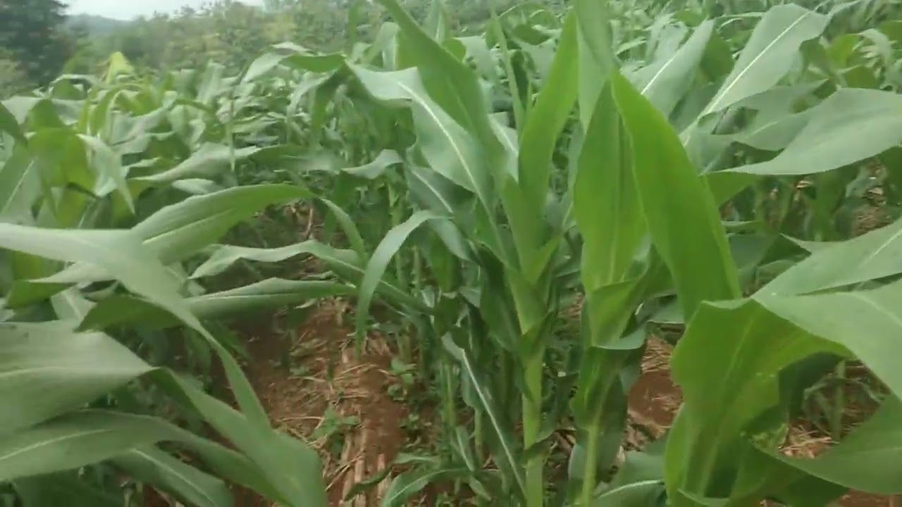Rahasiah daun lebat batang jumbo usia tanaman jagung 39 hari.