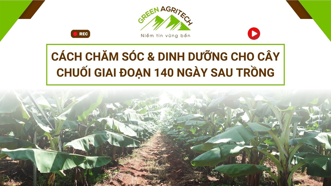 Cách chăm sóc và Dinh dưỡng cho cây chuối giai đoạn 140 ngày sau trồng | Green Agritech