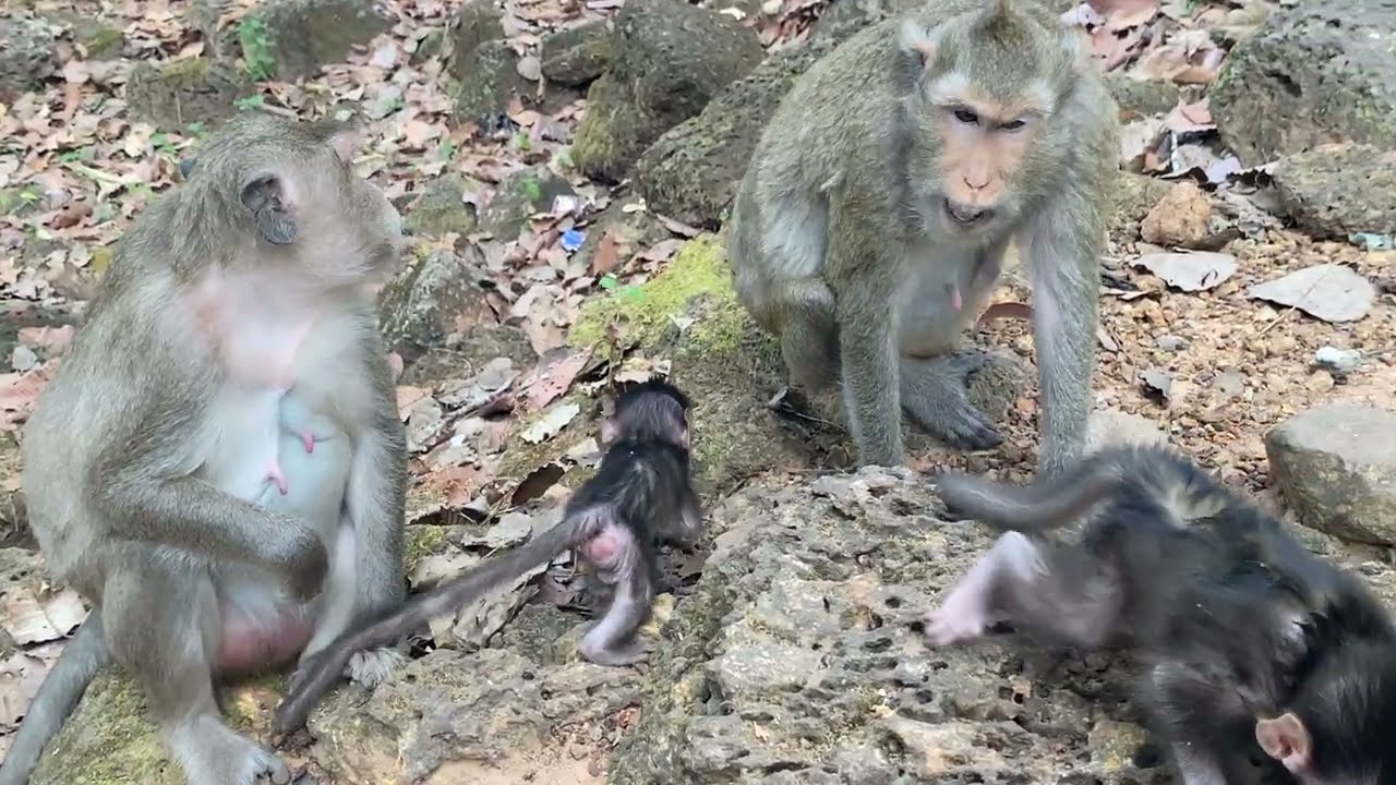 #monkeyvideo #monkeylove 