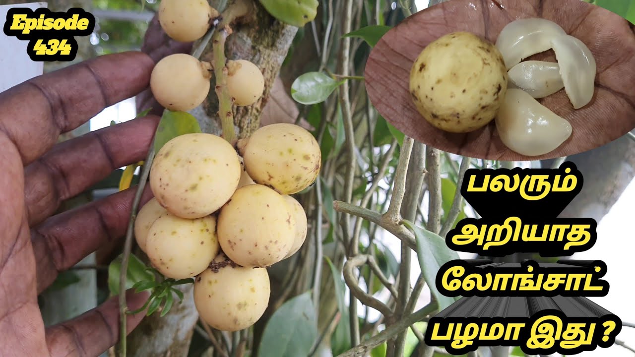 பலரும் அறியாத லோங்சாட் பழமா இது #டுகு பழமா இது #longkong or langsat Fruit Explain Tamil #Duku fruit