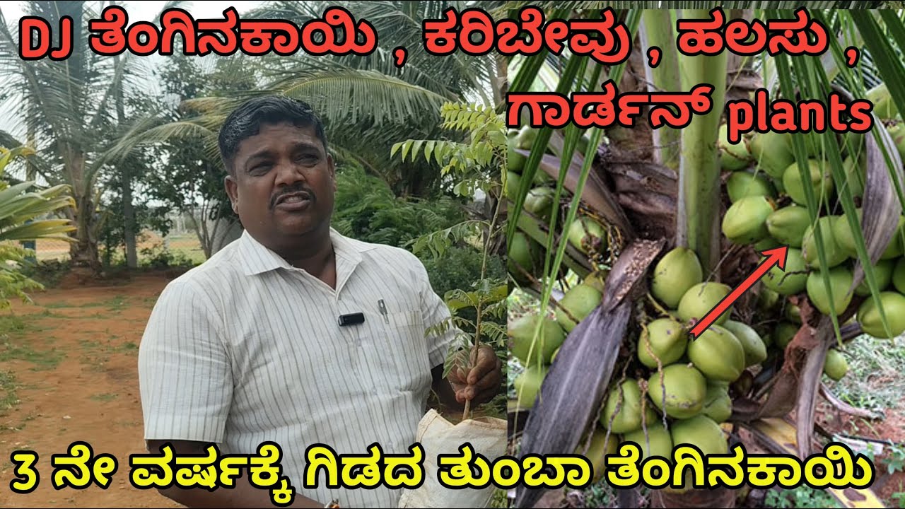 ಕರಿಬೇವು | ತೆಂಗಿನಕಾಯಿ | 3 ವರ್ಷಕ್ಕೆ ಗಿಡದ ತುಂಬಾ ತೆಂಗಿನಕಾಯಿ ತೋಟಗಾರಿಕೆ, ಗಾರ್ಡನ್, ಅರಣ್ಯ, ಕೃಷಿಗೆ ಸಸಿಗಳು