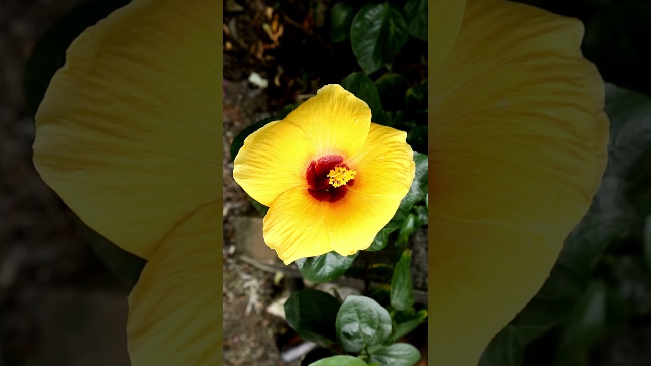 Learn Official Symbols of the States of Hawaii Pidgin Talk 101 Fo' Hawaii Kine Tourist!  #hawaii