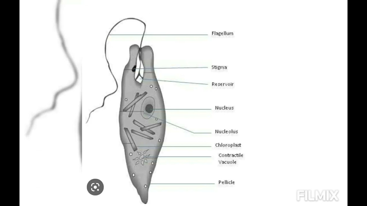 Euglena viridis =STRUCTURE  8.Stigma