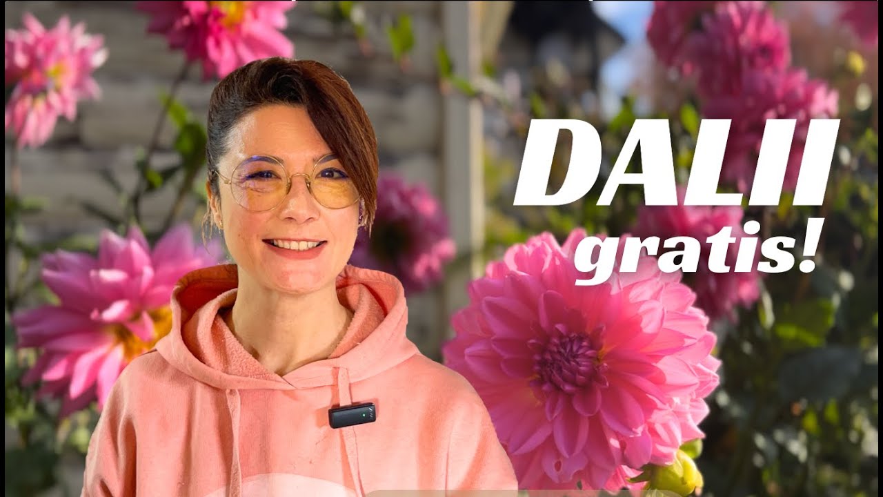 Butași și repicare DALII