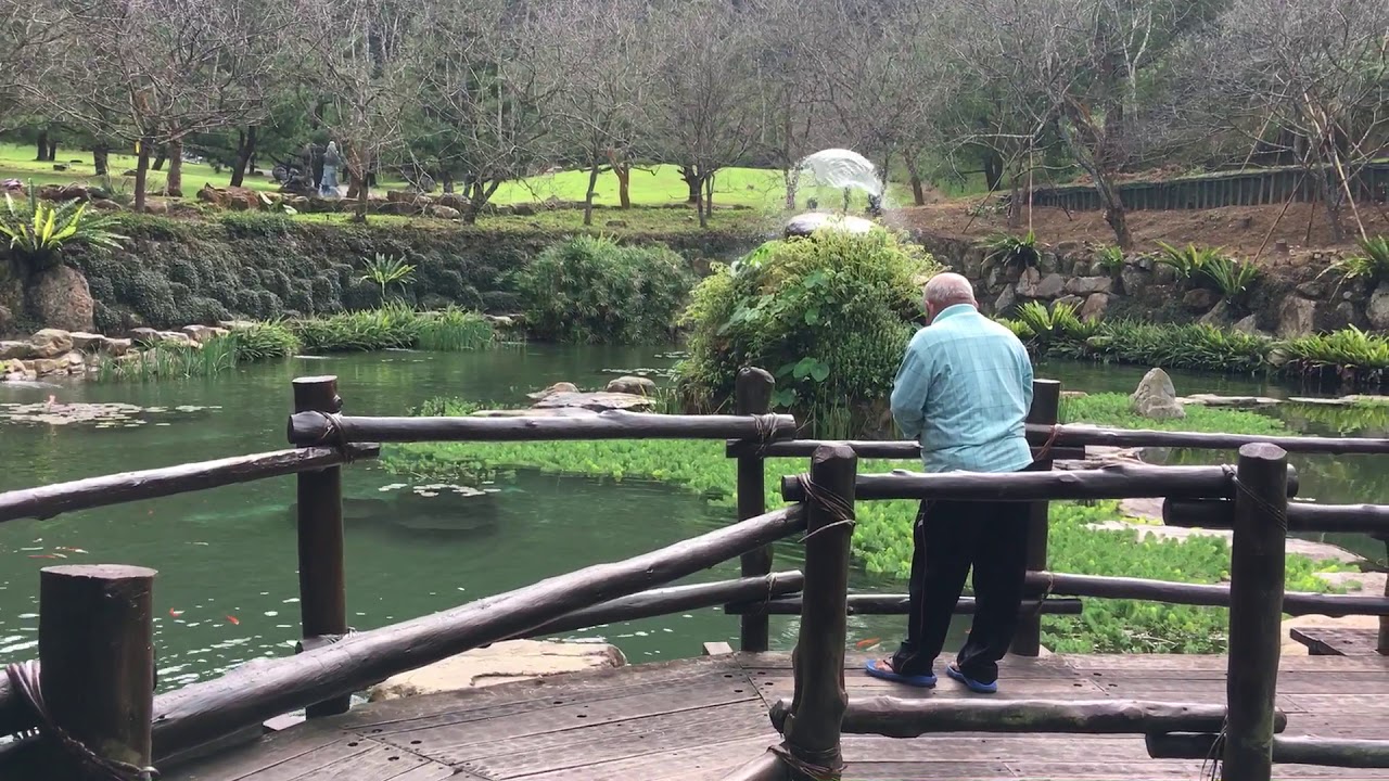 Taiwan-Sun Moon lake feed fish 🐠