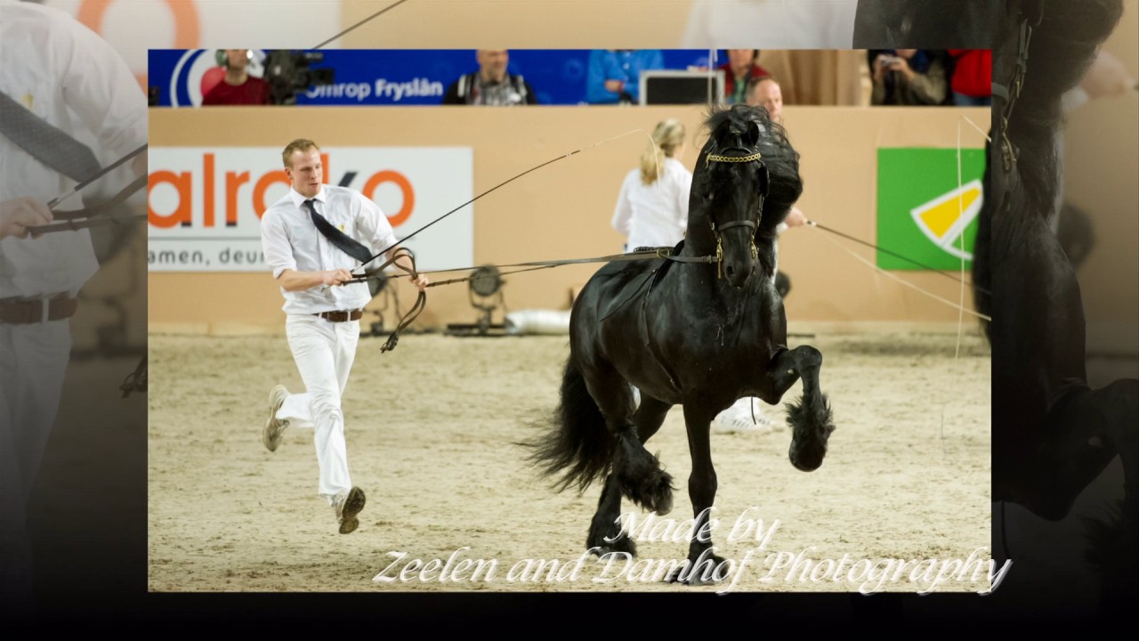 kfps ROYAL FRIESIAN Stallion Inspection Show 2016