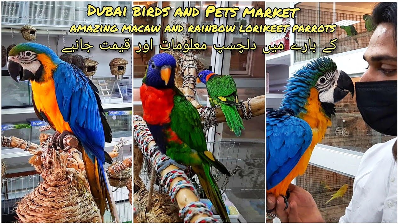 Exotic Parrots Macaw and Lorikeet
