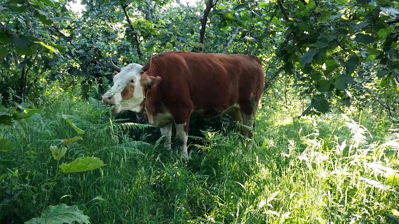 Giresun fındık bahçesi (Dinlendirici)