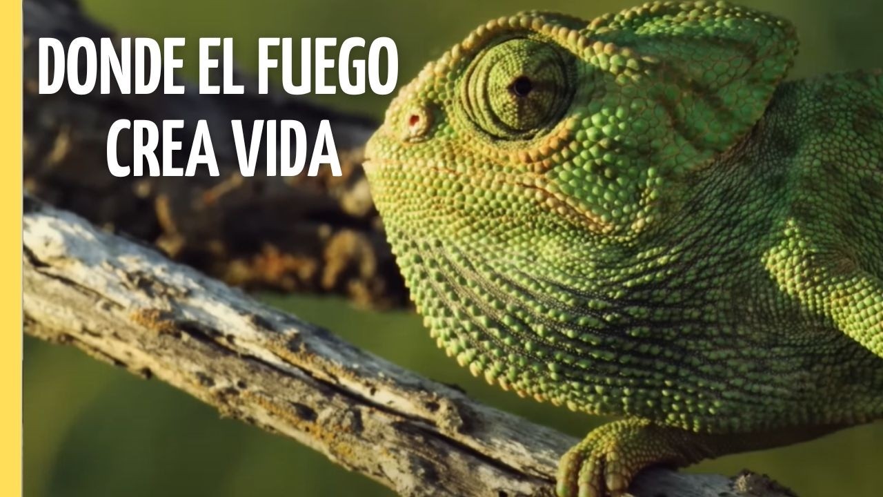 FUEGO Y VIDA: El Milagro Oculto del Sur Europeo | Episodio Completo