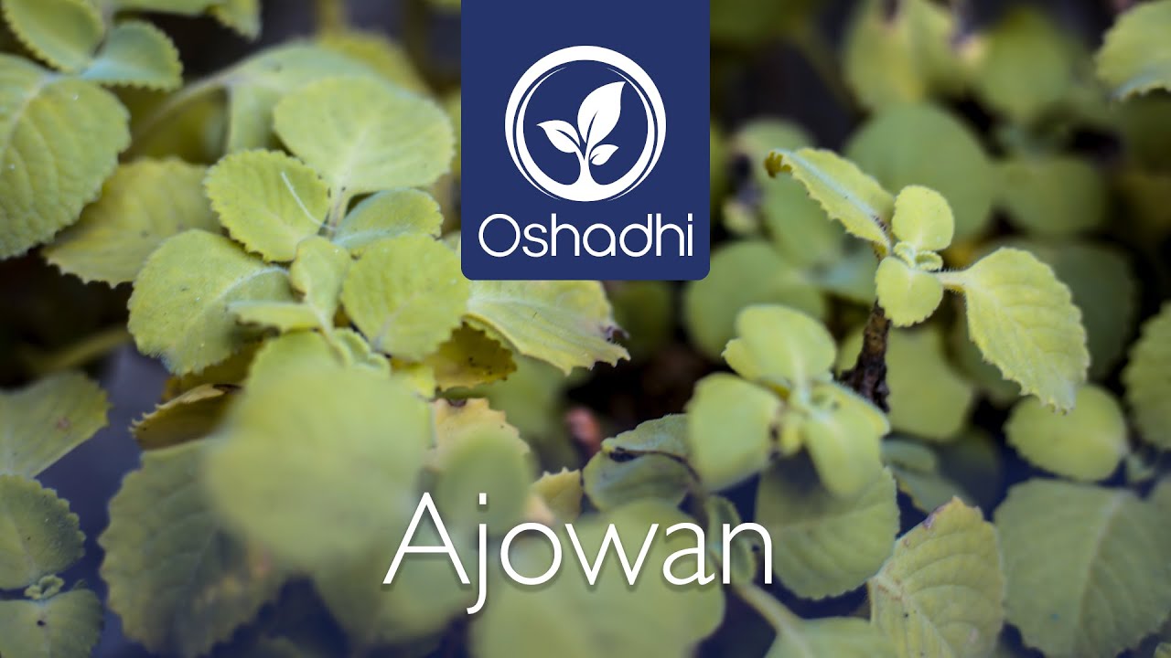 Ajowan (Trachyspermum ammi) | Essential-Oil-Plant Portrait by Dr. Malte Hozzel