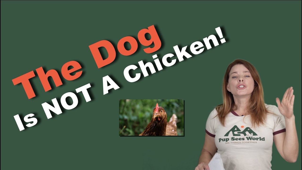 The Dog Is Not A Chicken