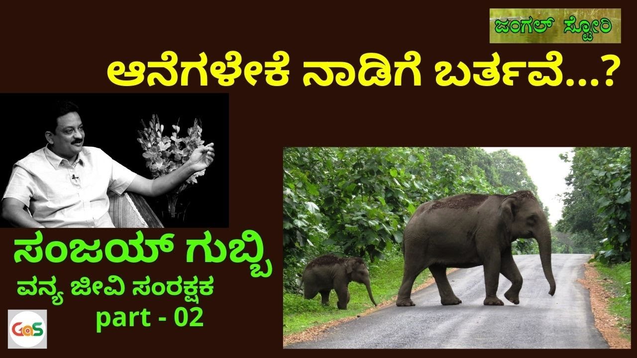 ಆನೆಗಳೇಕೆ ನಾಡಿಗೆ ಬರ್ತವೆ...?| Sanjay Gubbi Part-2|Conservation Biologist|Jungle Story|Gaurish Akki