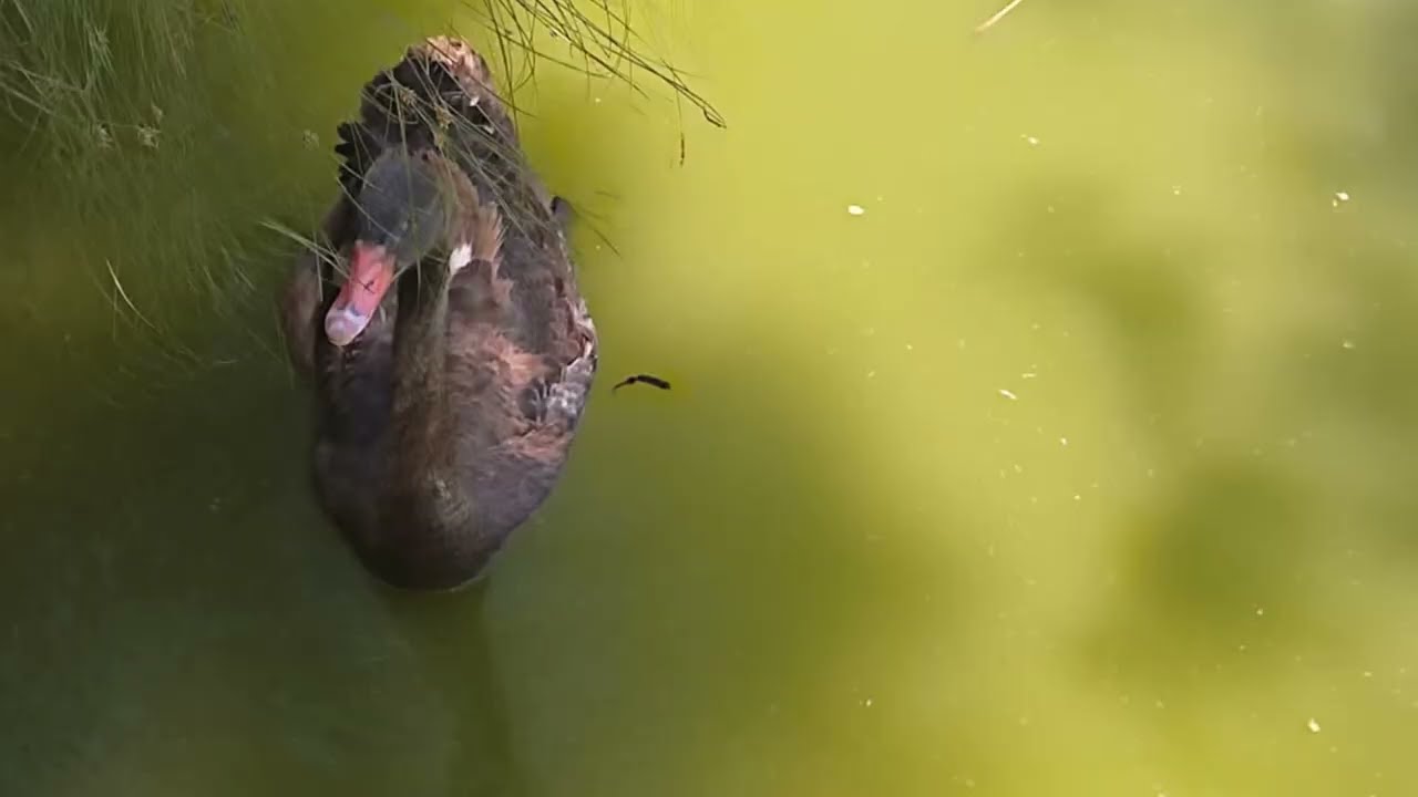 les canard 🦆🦆 et le bec des oiseaux