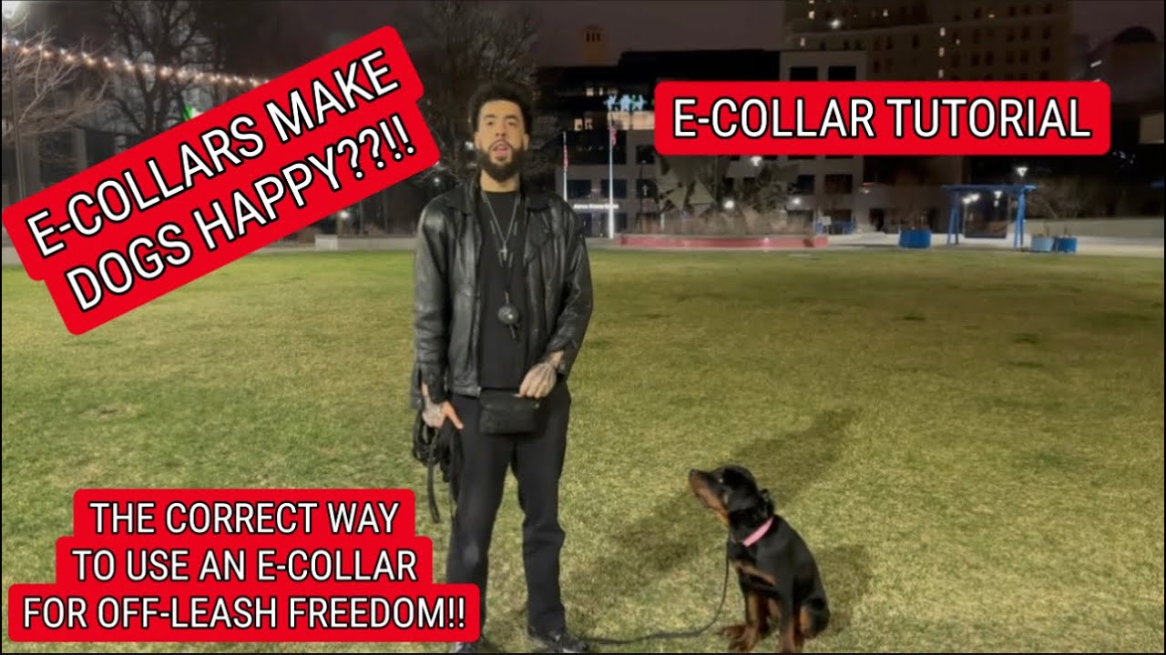 How to condition a dog to an e collar for OFF LEASH obedience