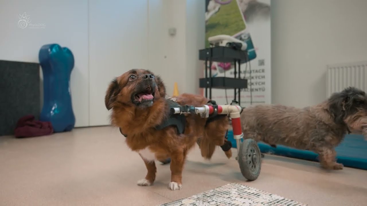 PhysioDog - psí vozíčkář Yoda, postřelený, ochrnutý