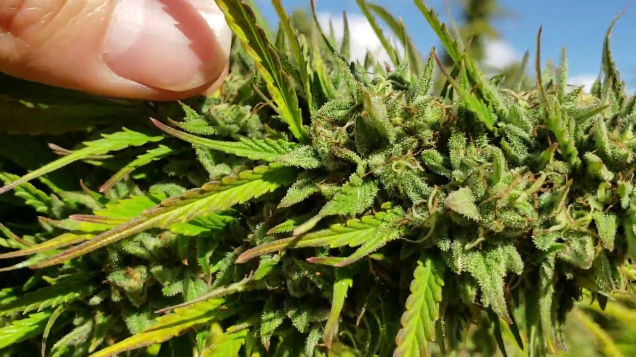 S:3 Ep:14 OMMP Organic Outdoor Cannabis Grow 2018