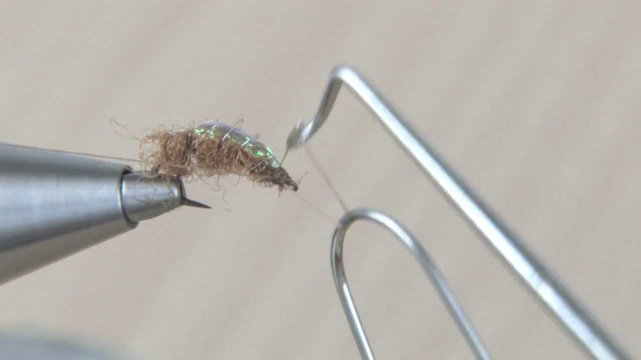 Bachflohkrebs (Gammarus) - Fliegenbinden bei etheonTV