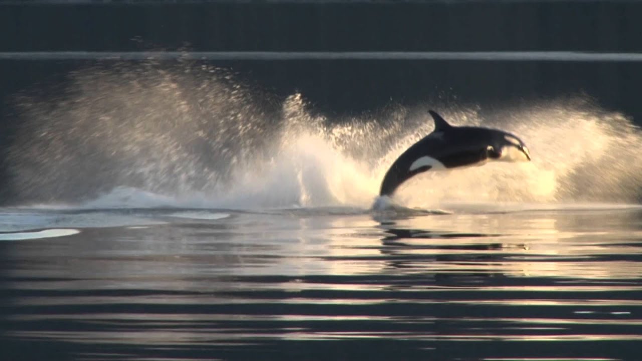 Killer Whales Up-Close in Alaska