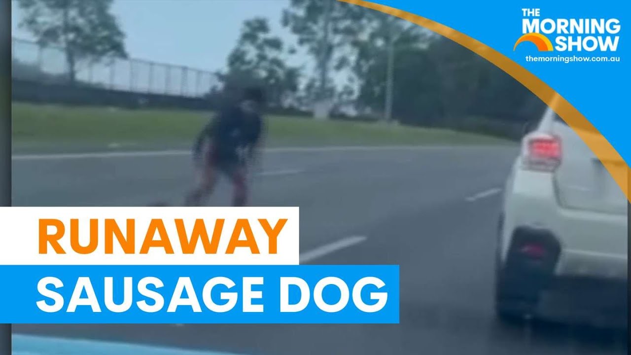 Sausage dog holds up traffic on Gold Coast motorway | The Morning Show