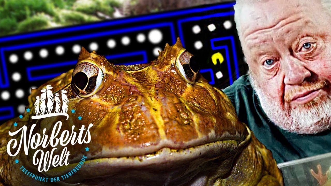 PAC-MAN FROSCH oder SCHMUCKHORNFROSCH | Computerspiel oder Tier? NORBERTS WELT | Zoo Zajac