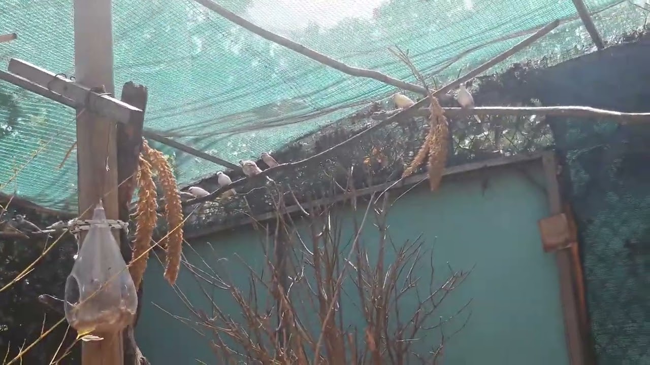 oiseaux exotiques volière suite